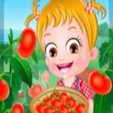 Baby Hazel Tomato Farming